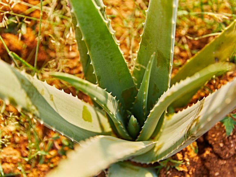 oque é bom para refluxo: aloe vera barbadensis miller